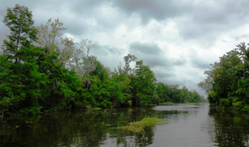 Southern Louisiana swamp