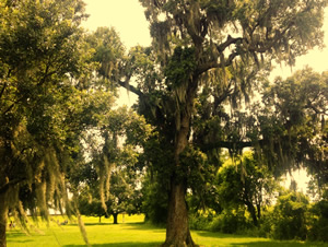 oak trees with Spanish moss along Mississippi River