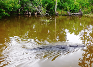 alligator in Louisiana swamp